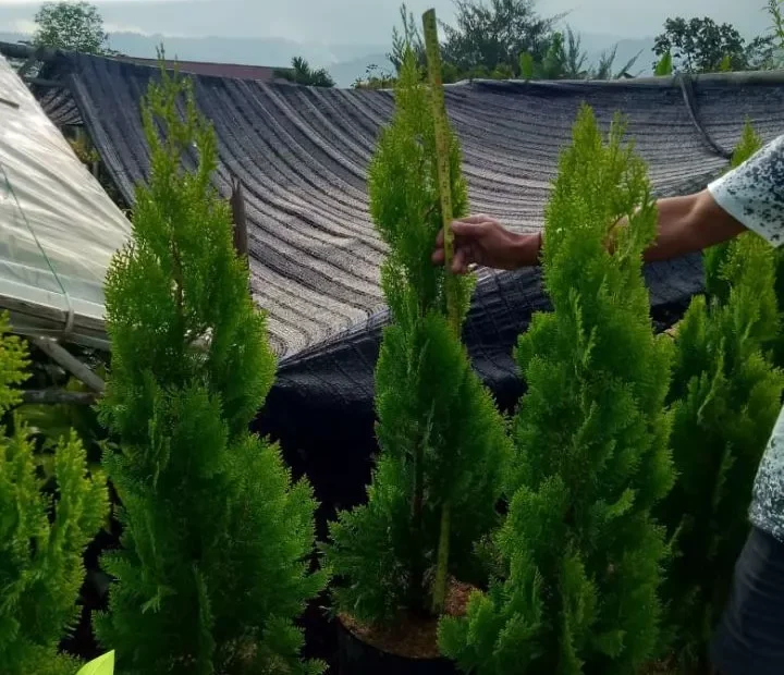 Jual Pohon Cemara Kipas Harga Terbaik Bibit 50 cm hingga Tinggi 4 Meter Siap Kirim