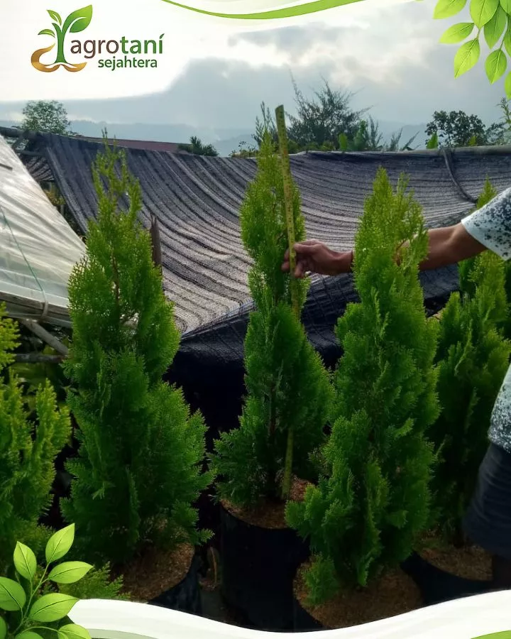 Jual Pohon Cemara Kipas Harga Terbaik Bibit 50 cm hingga Tinggi 4 Meter Siap Kirim