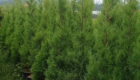 Jual Pohon Cemara Rentes Siap Tanam untuk Landscape & Penghijauan