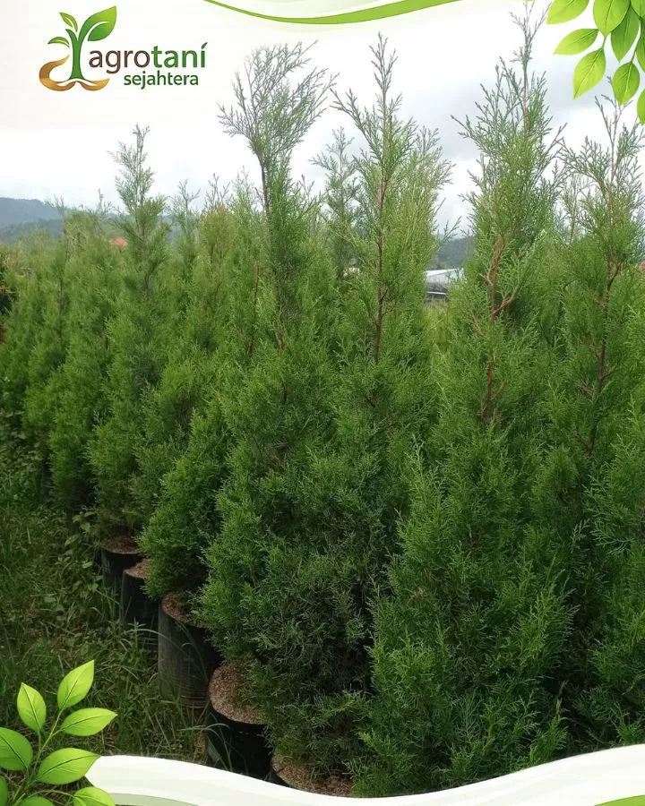 Jual Pohon Cemara Rentes Siap Tanam untuk Landscape & Penghijauan