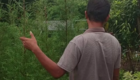 Keunggulan Membeli Pohon Cemara Rentes di CV Agrotani Sejahtera