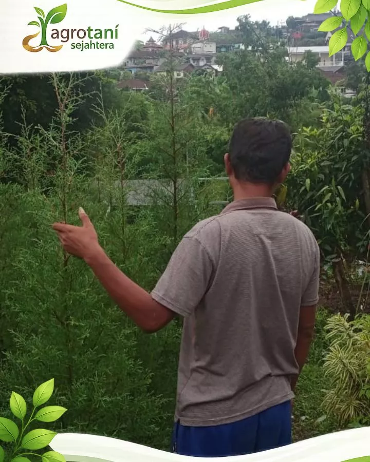 Keunggulan Membeli Pohon Cemara Rentes di CV Agrotani Sejahtera