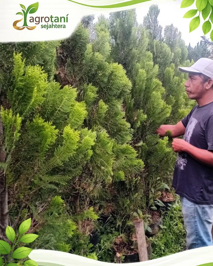 Mengapa Memilih CV Agrotani Sejahtera