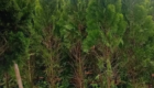 Mengenal Pohon Cemara Kipas
