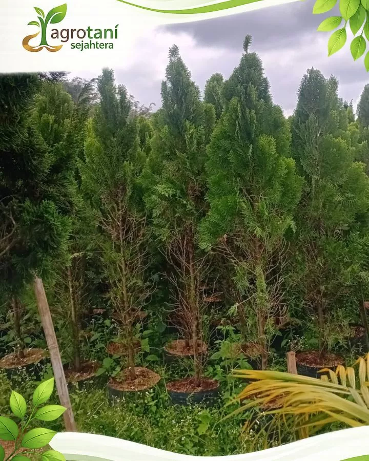 Mengenal Pohon Cemara Kipas