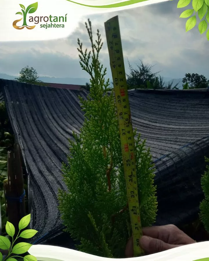 Pesan Jual Pohon Cemara Kipas Berkualitas Sekarang