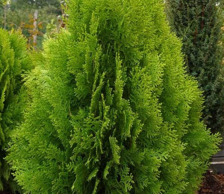Pohon Cemara Kipas Tanaman Hias Elegan untuk Taman, Landscape, dan Penghijauan