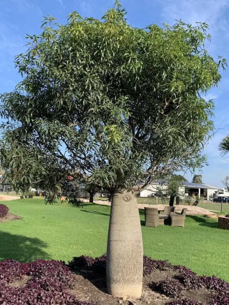 Apa Itu Pohon Bottle Tree