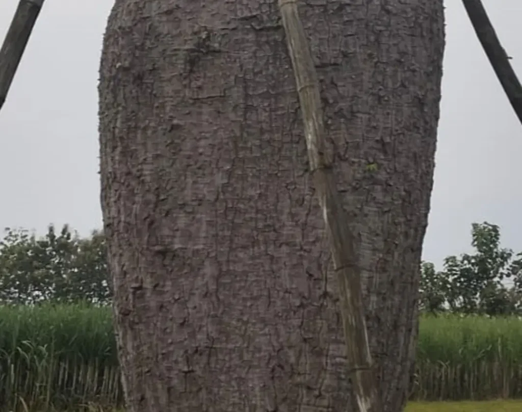 Bentuk Batang Pohon Bottle Tree