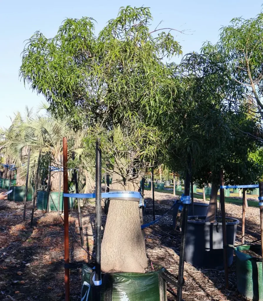 Cara Menanam dan Merawat Pohon Bottle Tree