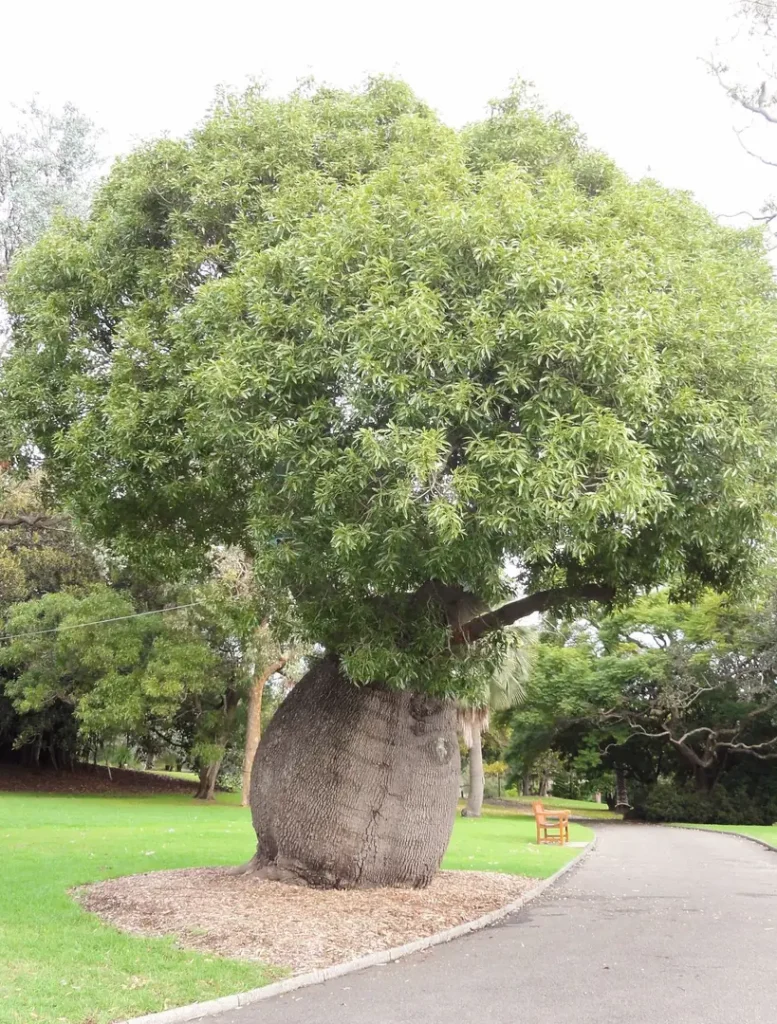 Ciri-Ciri Pohon Bottle Tree yang Mudah Dikenali
