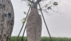 Harga Pohon Bottle Tree Ukuran Sedang hingga Besar
