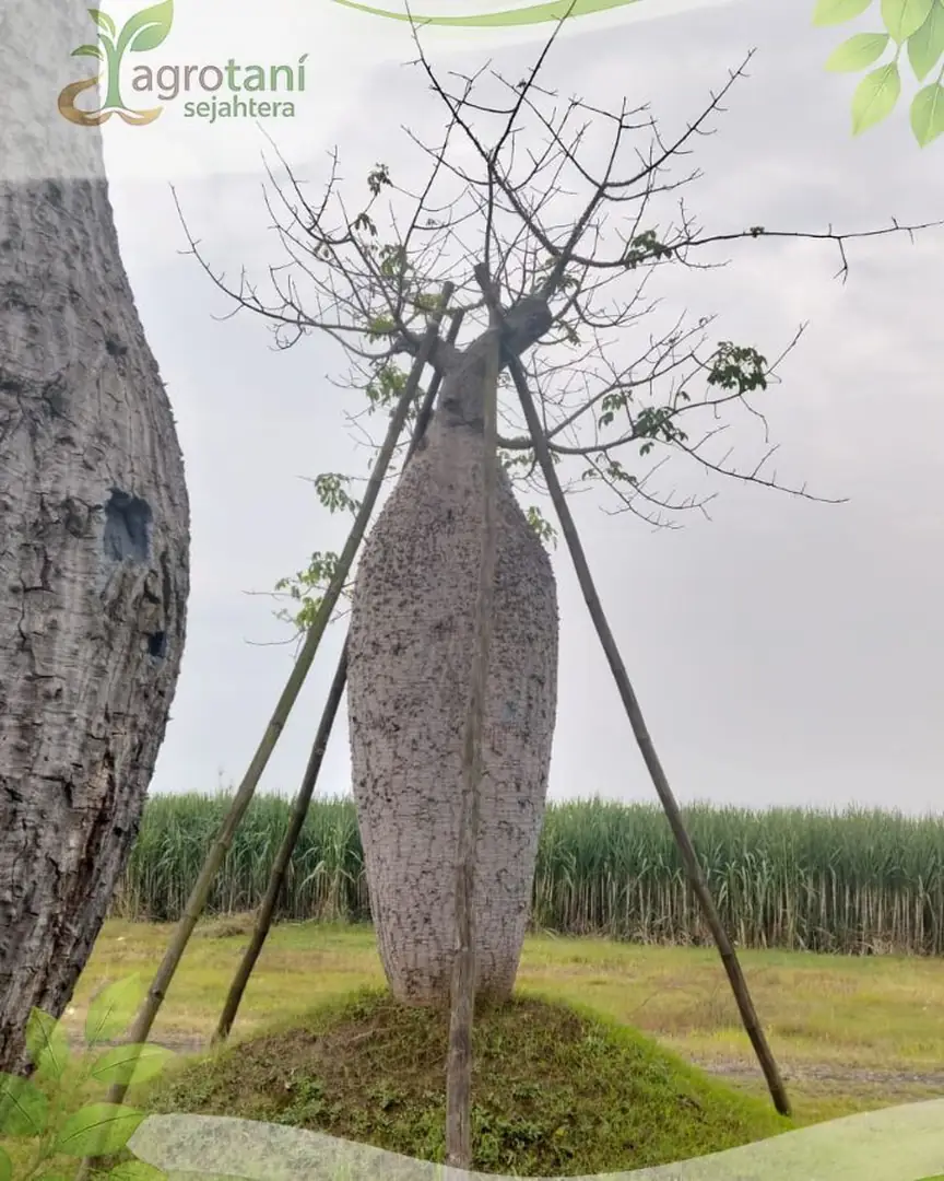 Harga Pohon Bottle Tree Ukuran Sedang hingga Besar