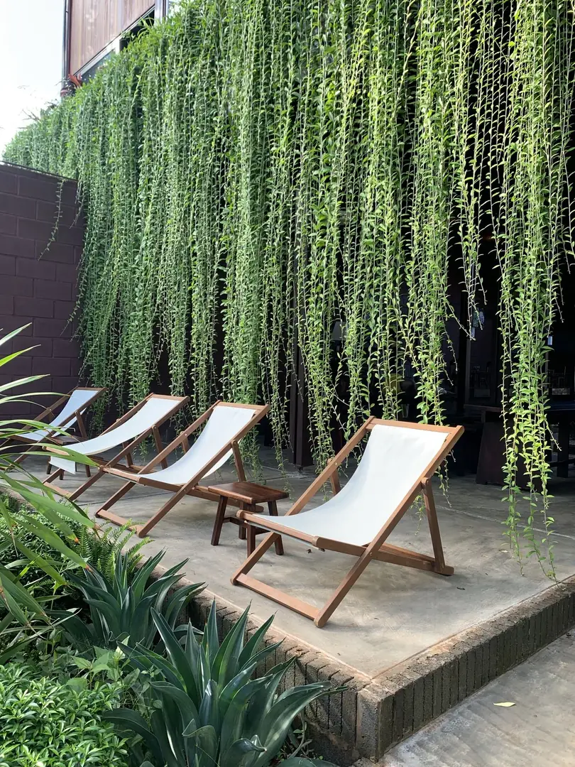Harga Jual Tanaman Lee Kuan Yew