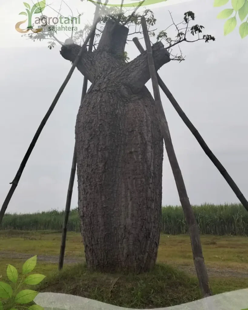Jual Pohon Bottle Tree Ukuran Besar