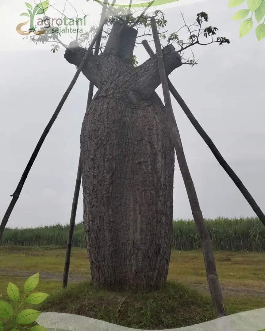 Jual Pohon Bottle Tree Ukuran Besar