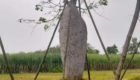Jual Pohon Bottle Tree Ukuran Sedang