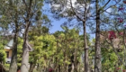 Jual Pohon Bottle Tree Ukuran Sedang hingga Besar