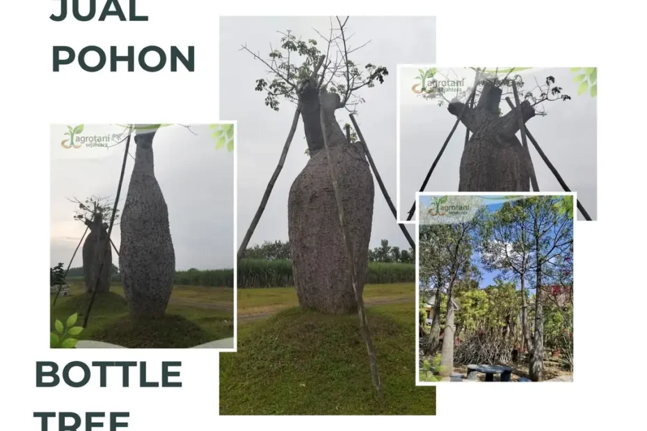 Jual Pohon Bottle Tree Ukuran Sedang hingga Besar, Siap untuk Landscape