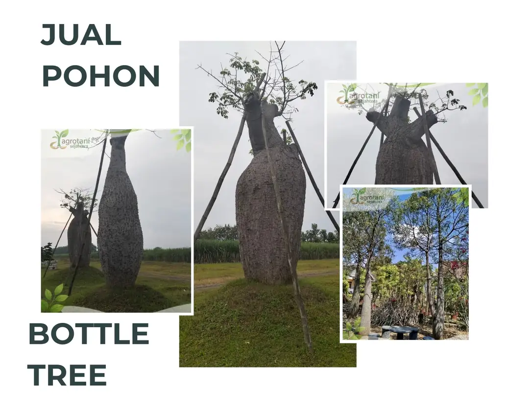 Jual Pohon Bottle Tree Ukuran Sedang hingga Besar, Siap untuk Landscape
