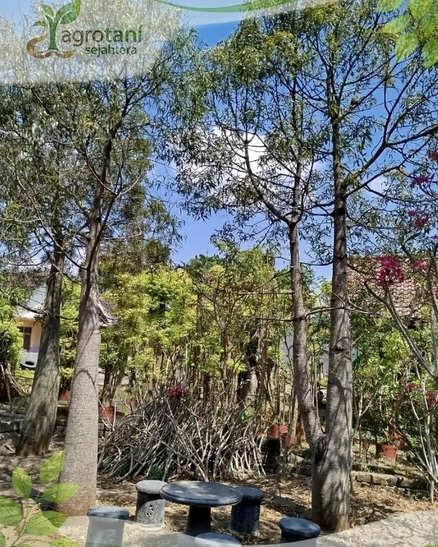Jual Pohon Bottle Tree Ukuran Sedang hingga Besar