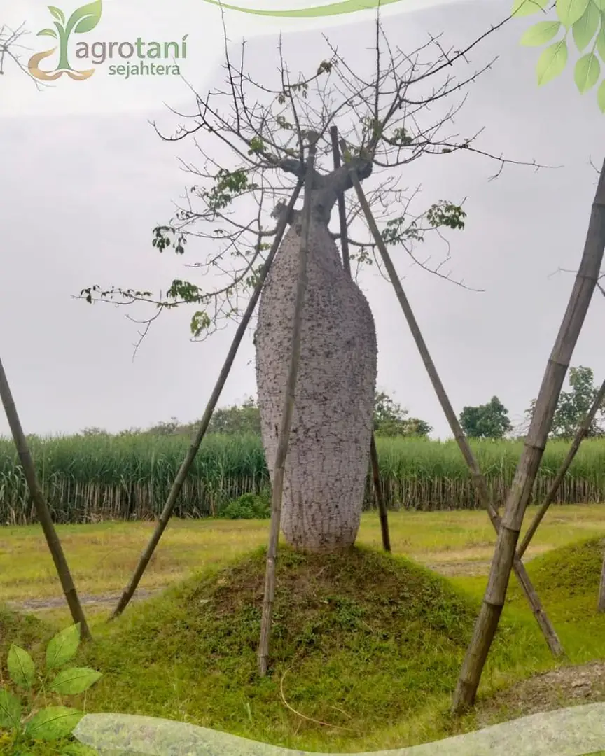 Jual Pohon Bottle Tree Ukuran Sedang