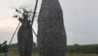 Jual Pohon Bottle Tree untuk Taman dan Area Landscape