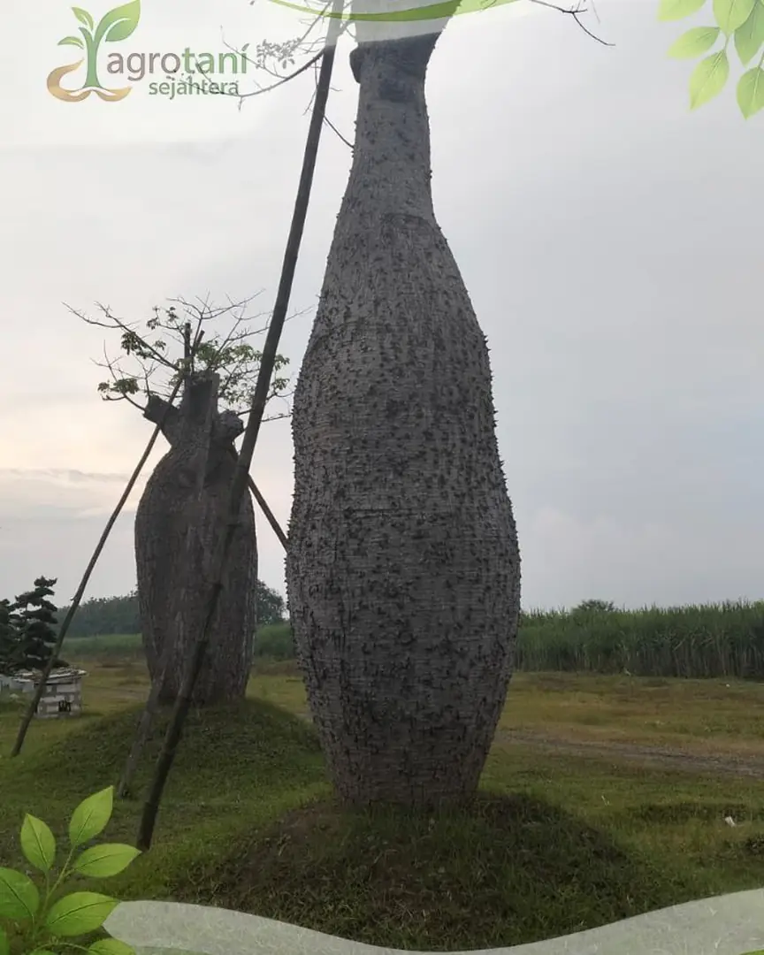 Jual Pohon Bottle Tree untuk Taman dan Area Landscape