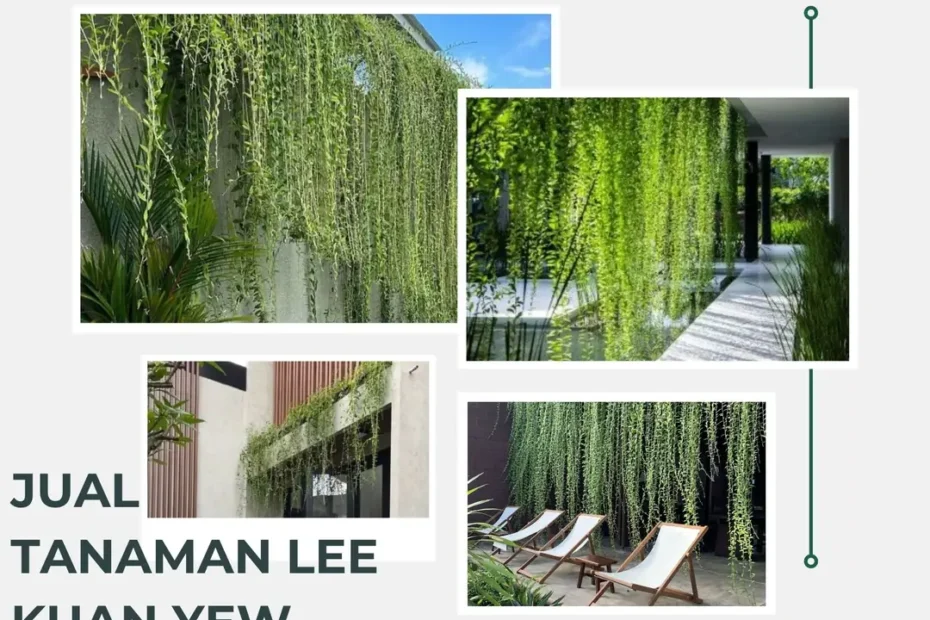 Jual Tanaman Lee Kuan Yew Berkualitas untuk Taman & Landscape, Siap Tanam