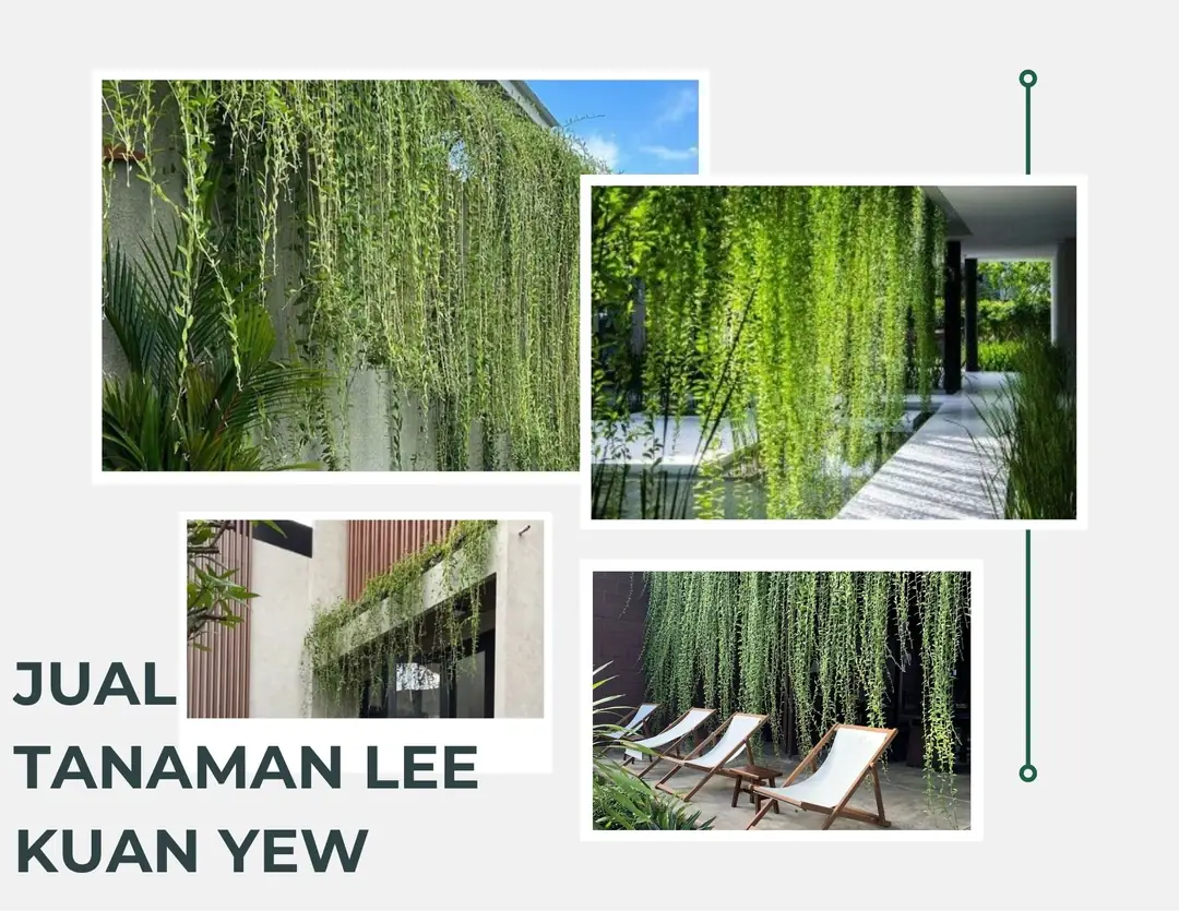 Jual Tanaman Lee Kuan Yew Berkualitas untuk Taman & Landscape, Siap Tanam