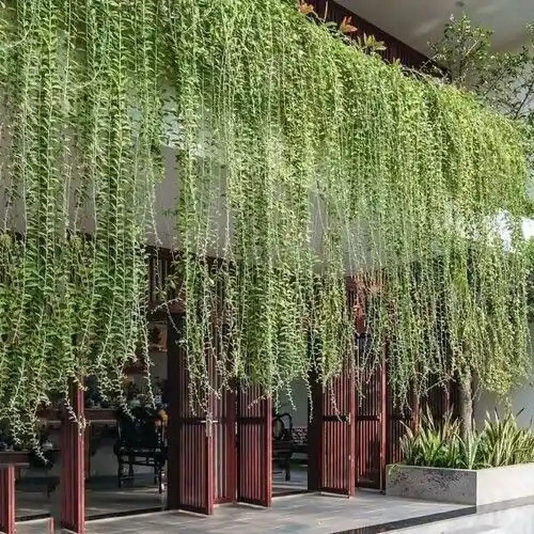Keunggulan Tanaman Lee Kuan Yew untuk Taman dan Landscape