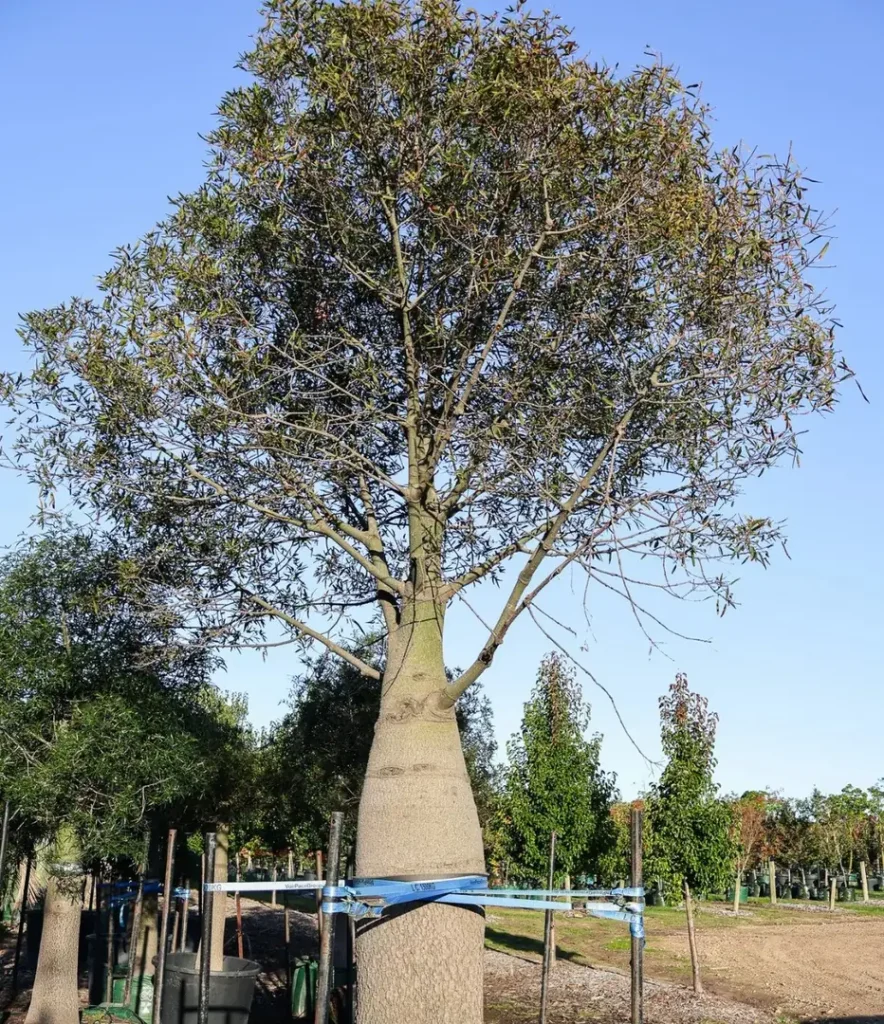 Keunikan dan Karakteristik Pohon Bottle Tree