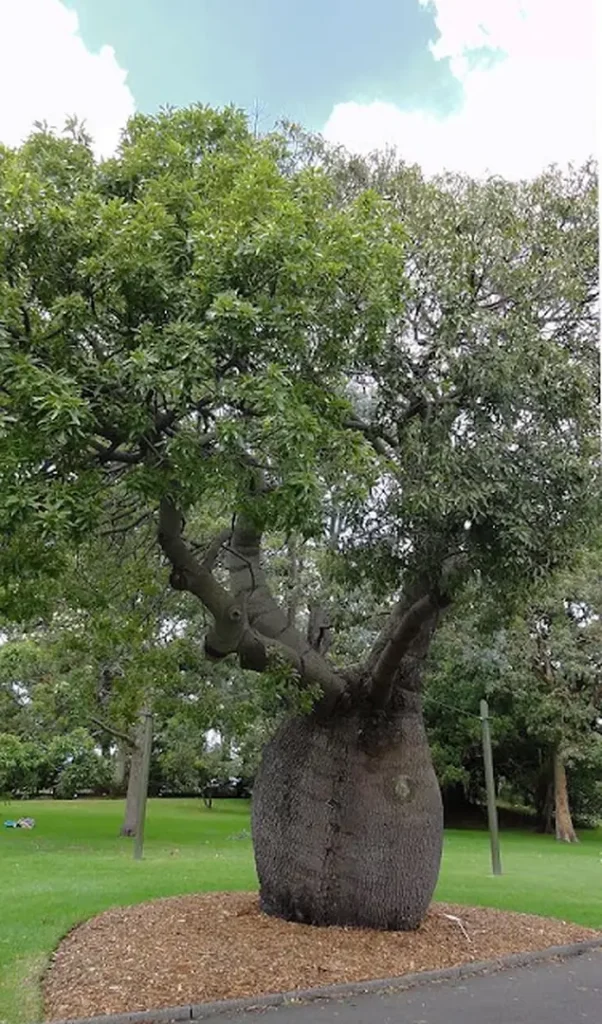 Manfaat Pohon Bottle Tree untuk Taman dan Landscape