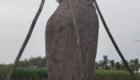 Mengenal Pohon Bottle Tree atau Pohon Botol