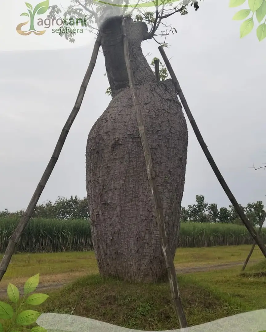 Mengenal Pohon Bottle Tree atau Pohon Botol