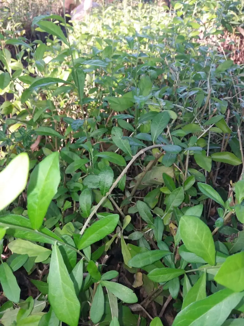 Pesan Jual Tanaman Lee Kuan Yew Berkualitas untuk Taman & Landscape