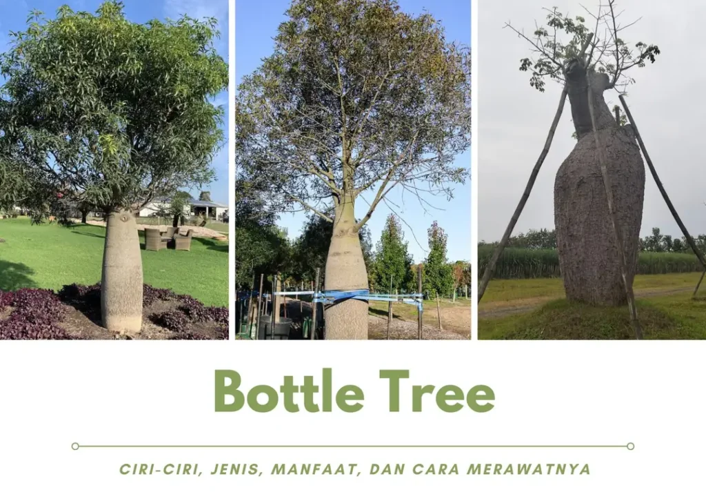 Pohon Bottle Tree Ciri-Ciri, Jenis, Manfaat, dan Cara Merawatnya