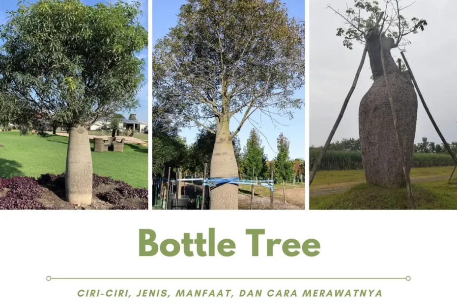 Pohon Bottle Tree Ciri-Ciri, Jenis, Manfaat, dan Cara Merawatnya