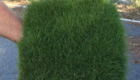Cara Memesan Rumput Jepang di CV Agrotani Sejahtera