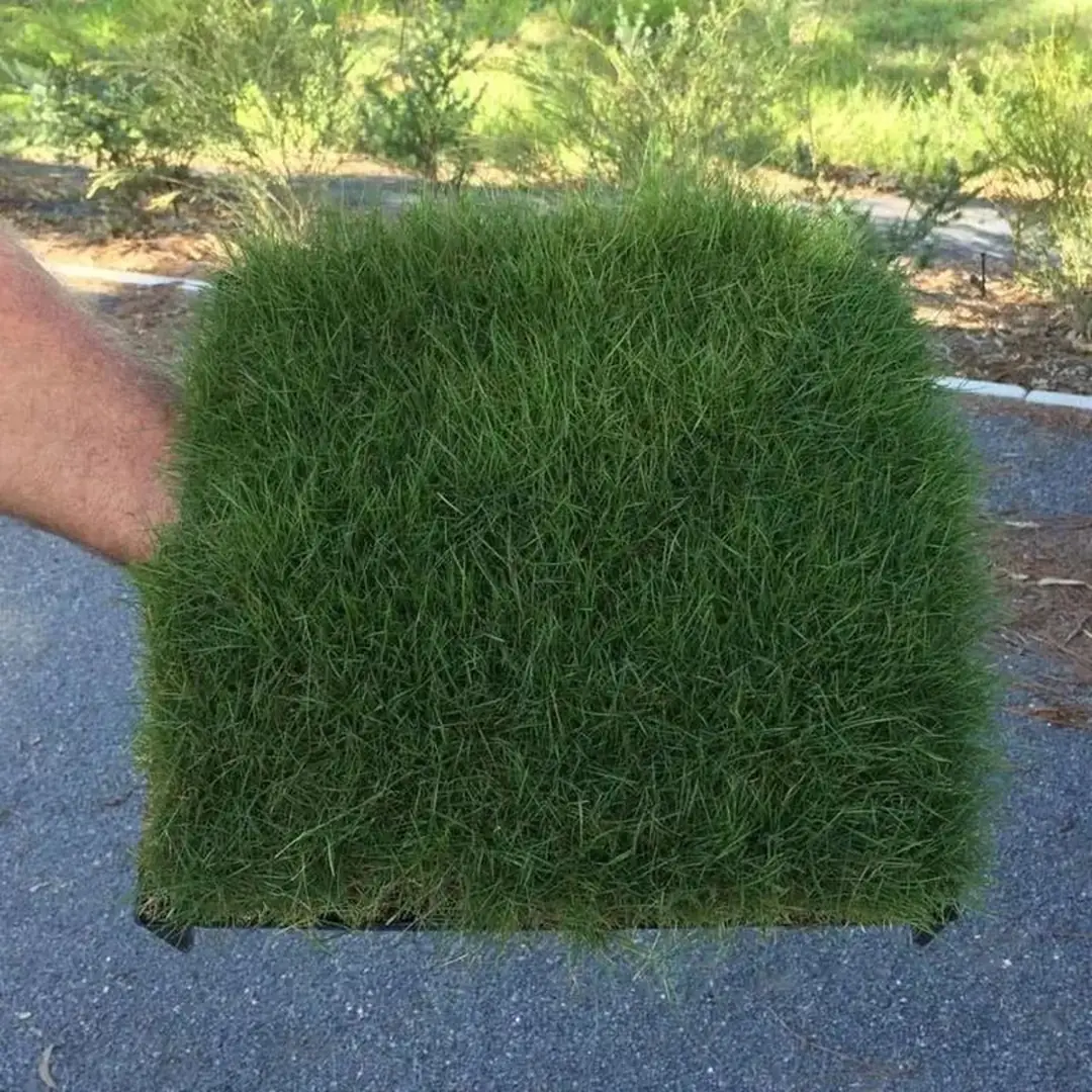 Cara Memesan Rumput Jepang di CV Agrotani Sejahtera