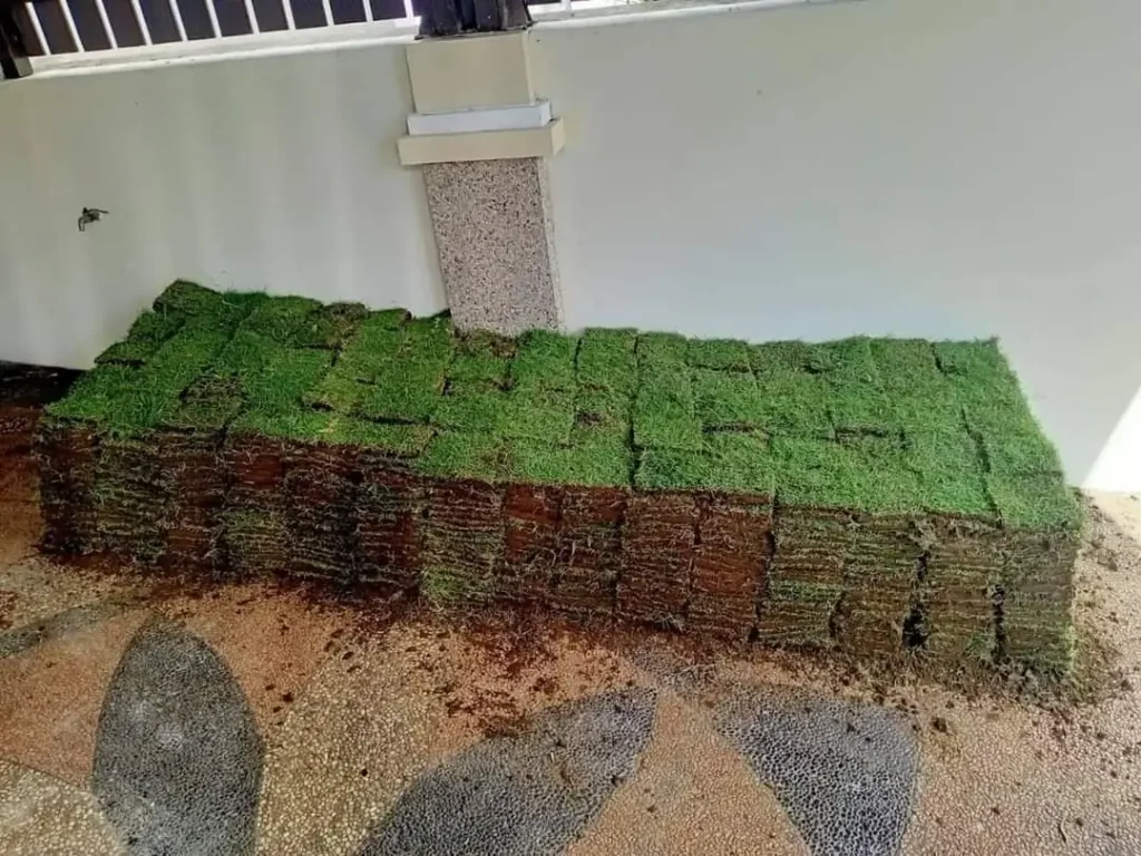 Harga Rumput Jepang dan Faktor yang Mempengaruhinya