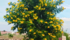 Jual Bibit dan Pohon Tecomaria untuk Proyek Landscape