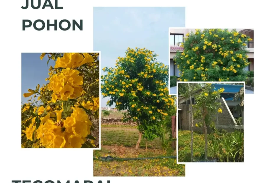 Jual Pohon Tecomaria Berkualitas untuk Taman & Landscape, Siap Kirim