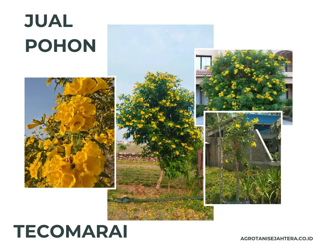 Jual Pohon Tecomaria Berkualitas untuk Taman & Landscape, Siap Kirim