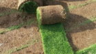 Jual Rumput Jepang Berkualitas untuk Kebutuhan Taman & Landscape