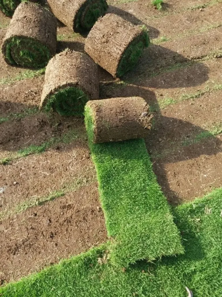 Jual Rumput Jepang Berkualitas untuk Kebutuhan Taman & Landscape