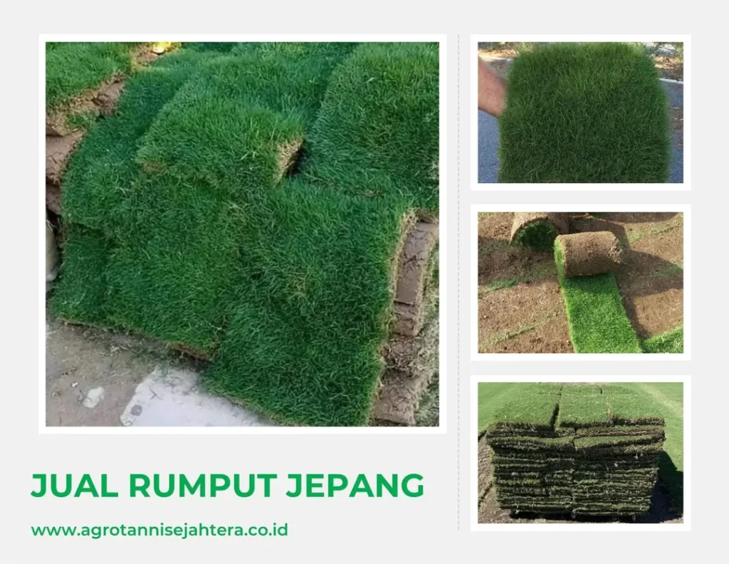 Jual Rumput Jepang Berkualitas untuk Taman, Rumah & Landscape