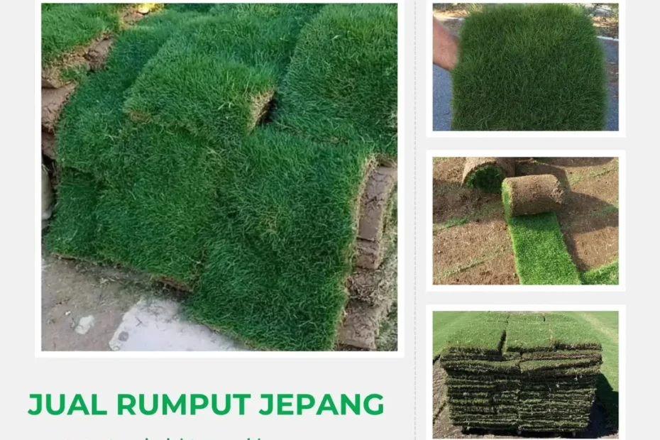 Jual Rumput Jepang Berkualitas untuk Taman, Rumah & Landscape