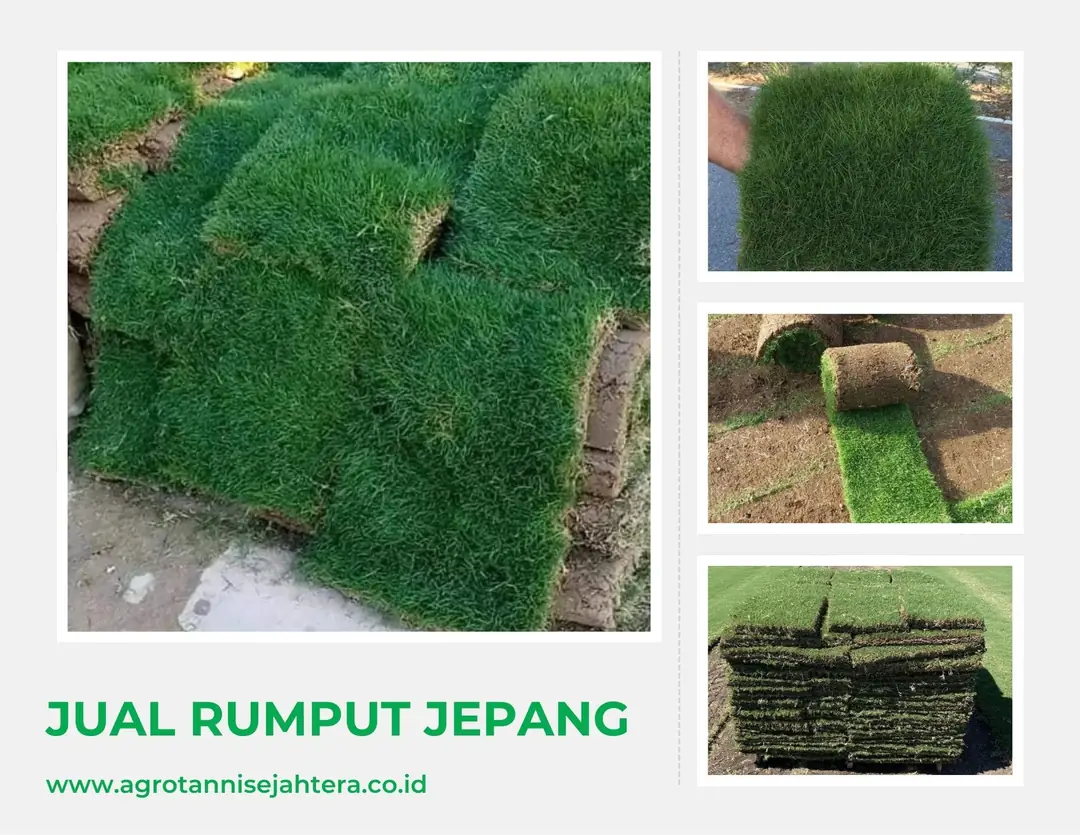 Jual Rumput Jepang Berkualitas untuk Taman, Rumah & Landscape