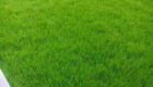 Jual Rumput Jepang untuk Area Halaman dan Ruang Terbuka